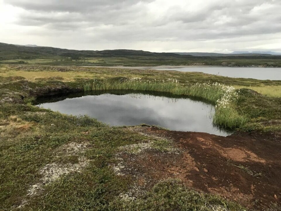 DAM. Slike dammer (palslagger) blir resultatet av at palsen blir borte. DAM. Slike dammer (palslagger) blir resultatet av at palsen blir borte. Foto: Statskog fjelltjenesten