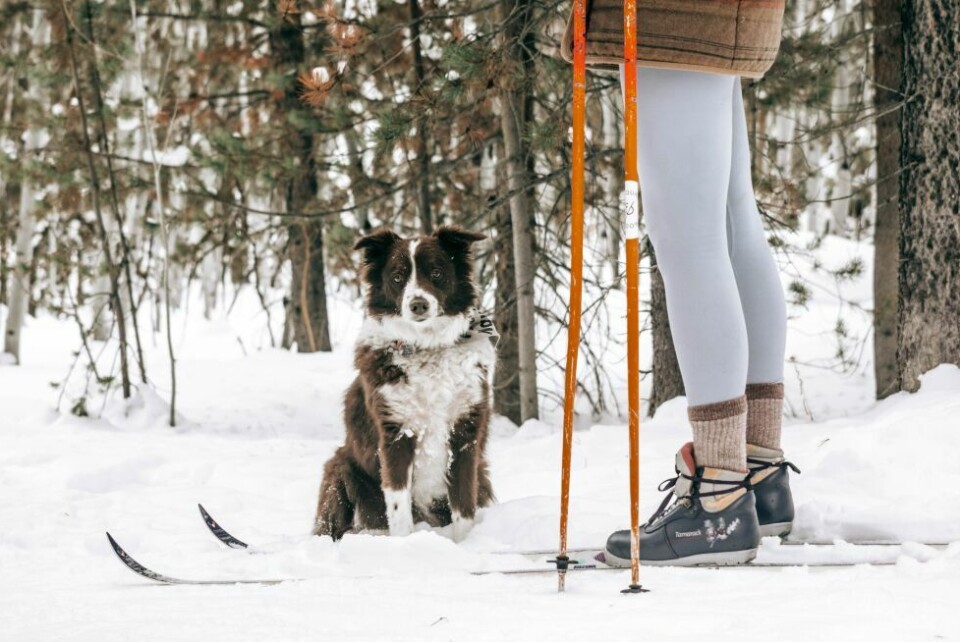 Pass på hunden i skiløypene. Pass på hunden i skiløypene. Foto: Unsplash