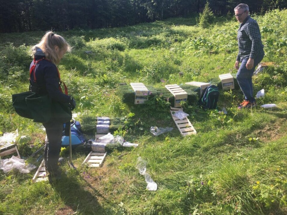 PLANTER GRAN. Ingrid Bentsen er en av dem som har plantet gran på Nordnesfjell i Saltdal. Her sammen med skogbrukssjef i Saltdal, Ørjan Alm. PLANTER GRAN. Ingrid Bentsen er en av dem som har plantet gran på Nordnesfjell i Saltdal. Her sammen med skogbrukssjef i Saltdal, Ørjan Alm. Foto: Rune Berg