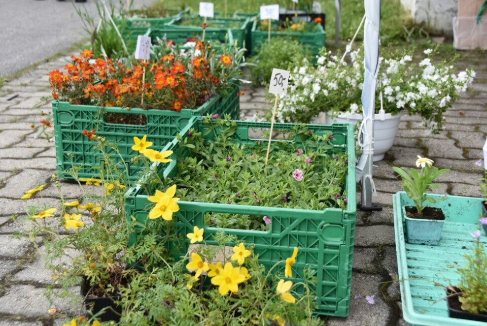 Bygdefolkets dagBildeserie fra Bygdefolkets dag lørdag 22.juni i Beiarn.
