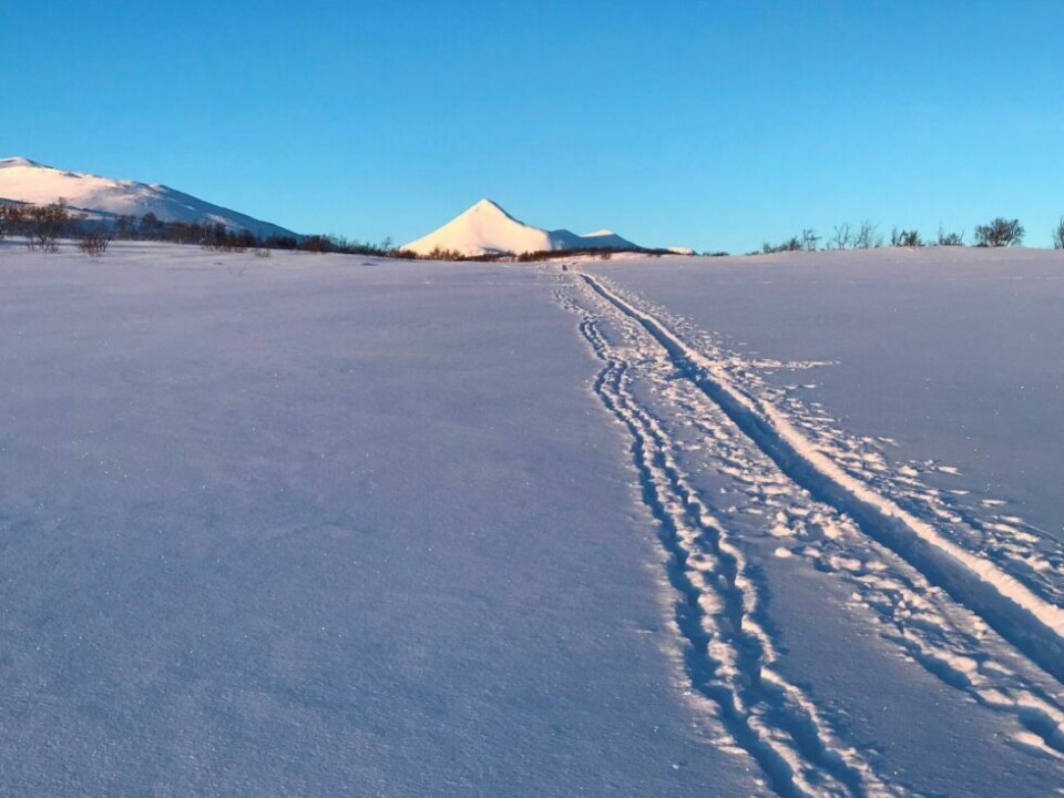 FJELLET LOKKER. Det er de som tar seg en skitur på Saltfjellet i januarsol og tungt skiføre. Her ser vi skispor mot Ølfjellet på Saltfjellet. FJELLET LOKKER. Det er de som tar seg en skitur på Saltfjellet i januarsol og tungt skiføre. Her ser vi skispor mot Ølfjellet på Saltfjellet. Foto: Jim Tovås Kristensen, Statskog Fjelltjenesten