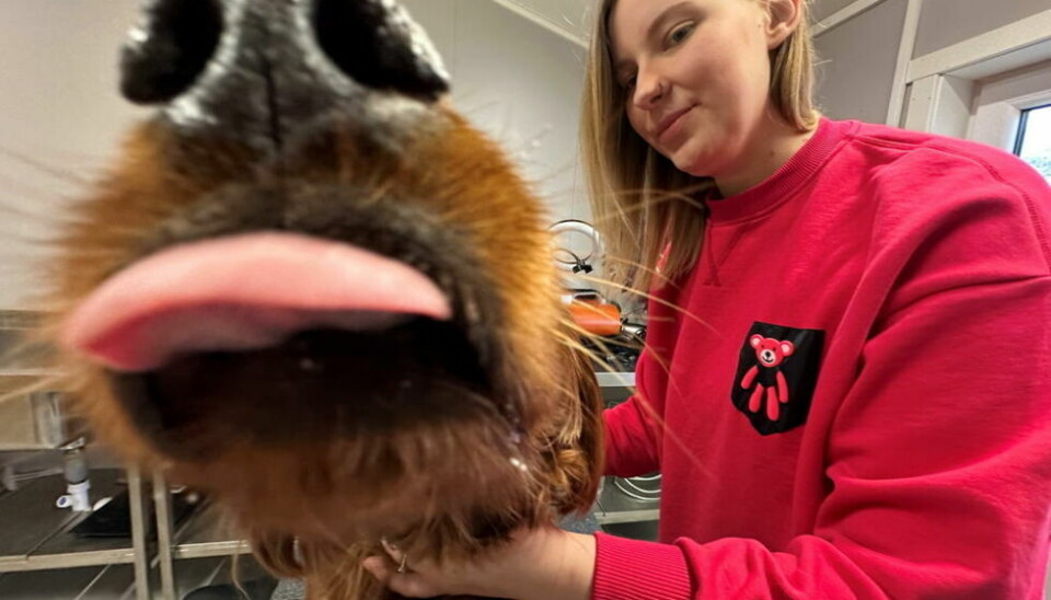 UTENBYS. Frøya er en Irsk setter og er en av gjestene på hundehotellet. Hun kommer fra Bodø og setter stor pris på ekspertisen som finnes tilgjengelig i Beiarn. UTENBYS. Frøya er en Irsk setter og er en av gjestene på hundehotellet. Hun kommer fra Bodø og setter stor pris på ekspertisen som finnes tilgjengelig i Beiarn. Foto: Erica Restoften
