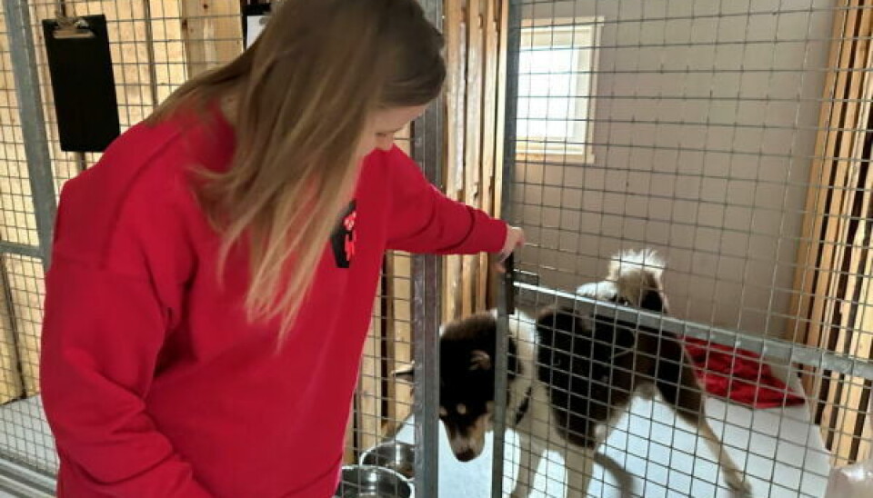 TILLIT. Akkurat nå er det tre hunder på hotellet. Einer er en Grønlandshund som er på besøk fra Bodø. Alona Mamedova har god kontakt med alle de firbente. TILLIT. Akkurat nå er det tre hunder på hotellet. Einer er en Grønlandshund som er på besøk fra Bodø. Alona Mamedova har god kontakt med alle de firbente. Foto: Erica Restoften
