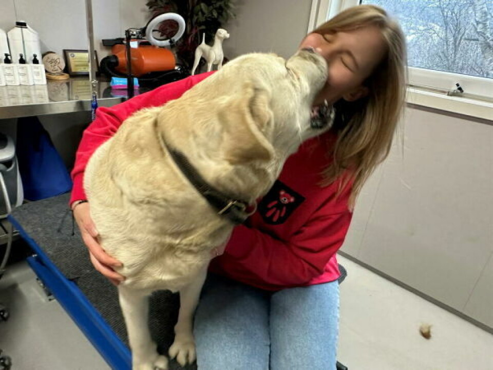 NÆR. Også Labrador retrieveren Theo har tatt turen fra Bodø for å slappe av i Beiarn. Han synes Alona Mamedova er reint til å spise opp. NÆR. Også Labrador retrieveren Theo har tatt turen fra Bodø for å slappe av i Beiarn. Han synes Alona Mamedova er reint til å spise opp. Foto: Erica Restoften