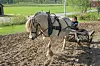 GAMMELDAGS. Hanne Madsen Aaøyen har brukt fjordhesten sin, Håkonhals Luna, til hjelp i potetåkeren i Øvre Saltdal i år. Hverken hesten eller Hanne har prøvd det før, men hesten tok det helt kult, sier hesteeieren. Alle foto: Øystein Aaøyen