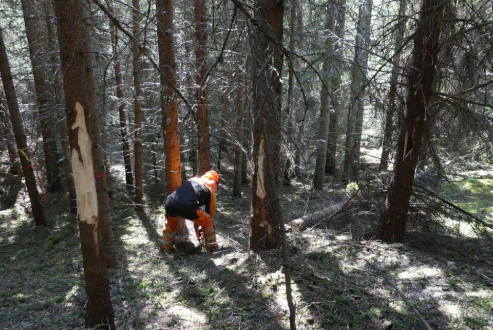 Nå trengs det frivillige for å være med på å rydde skog. Illustrasjonsfoto: Arkiv Nå trengs det frivillige for å være med på å rydde skog. Illustrasjonsfoto: Arkiv