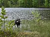 APPORT PÅ VANN. En del av apport konkurransen gikk ut på at hundene måtte apportere en såkalt ”dummy” i vann. Hundene så ikke ut til å ha noe i mot en dukkert.