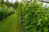 PÅ RAD OG REKKE. Bingebærplantene begynner å bli klar til årets bærsesong. Foto: Anita Sjåvik