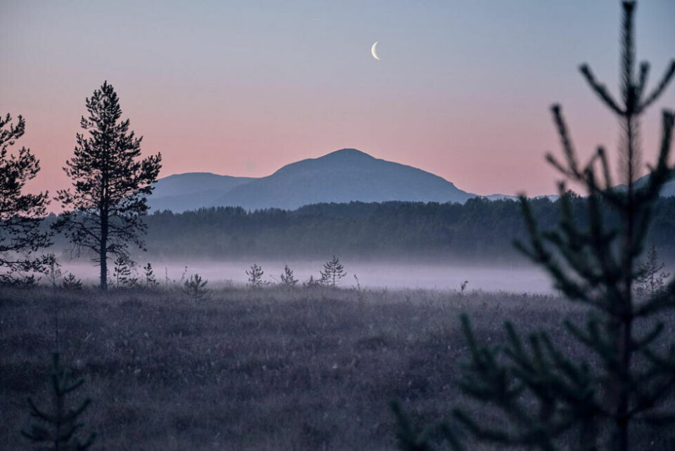 FAUSKEMYRAN. Bilde er tatt ei sommernatt på Fauskemyran i 2020. Ellingsen følger alltid med på myrene, siden det ofte er tåke der som kan endre landskapet og lyset dramatisk. FAUSKEMYRAN. Bilde er tatt ei sommernatt på Fauskemyran i 2020. Ellingsen følger alltid med på myrene, siden det ofte er tåke der som kan endre landskapet og lyset dramatisk. Foto: Andreas Ellingsen