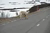 FÅR LITT MAT. Denne reinkalven valgte å få seg en skvett melk midt på Silverveien. Foto: Arild Bjørnbakk