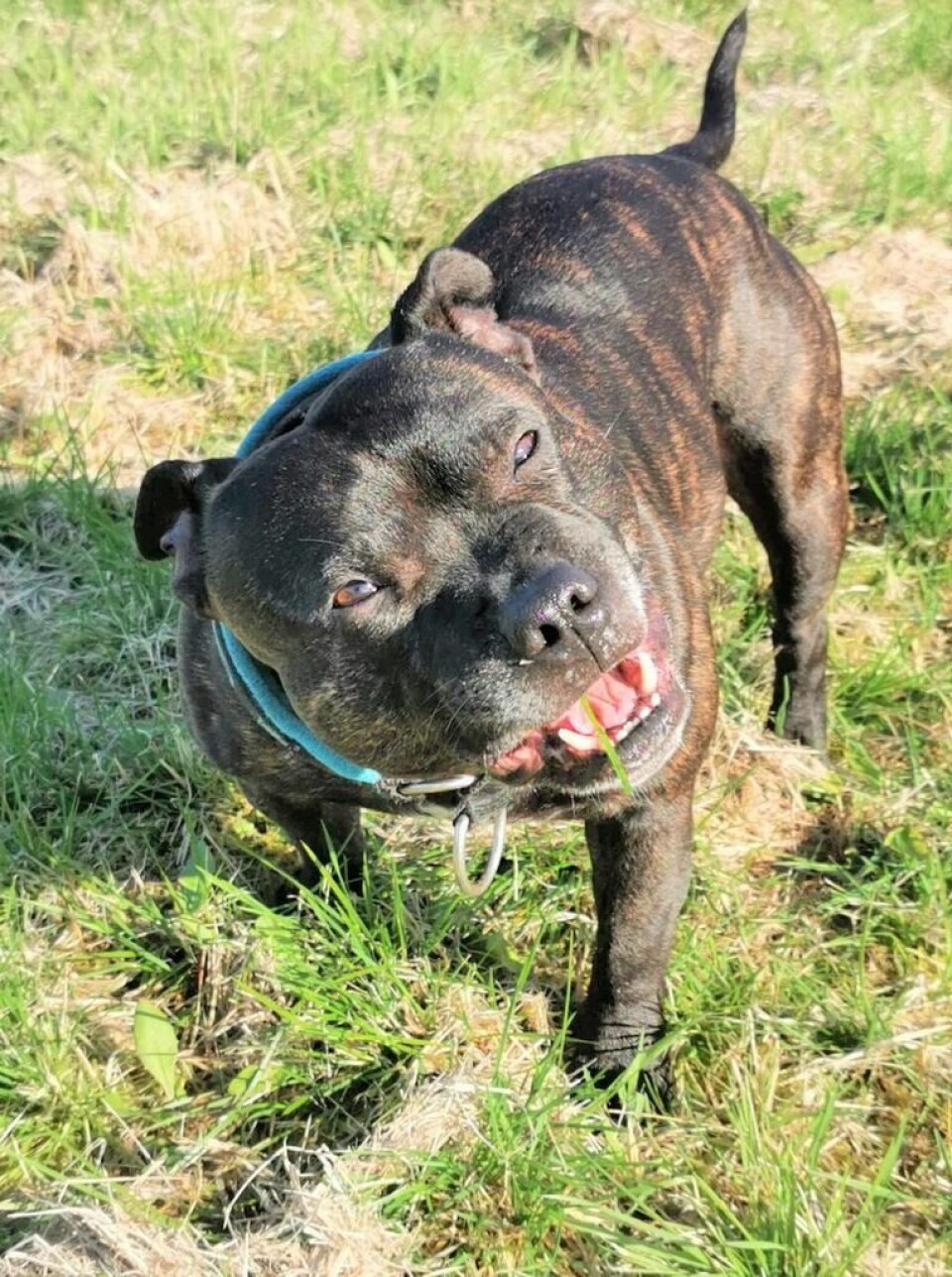 MAX FART. Marius Haugen fikk sin staffordshire bull terrier nærmest ved en tilfeldighet. Det passet bra siden han ønsket seg en slik. MAX FART. Marius Haugen fikk sin staffordshire bull terrier nærmest ved en tilfeldighet. Det passet bra siden han ønsket seg en slik. Foto: Privat