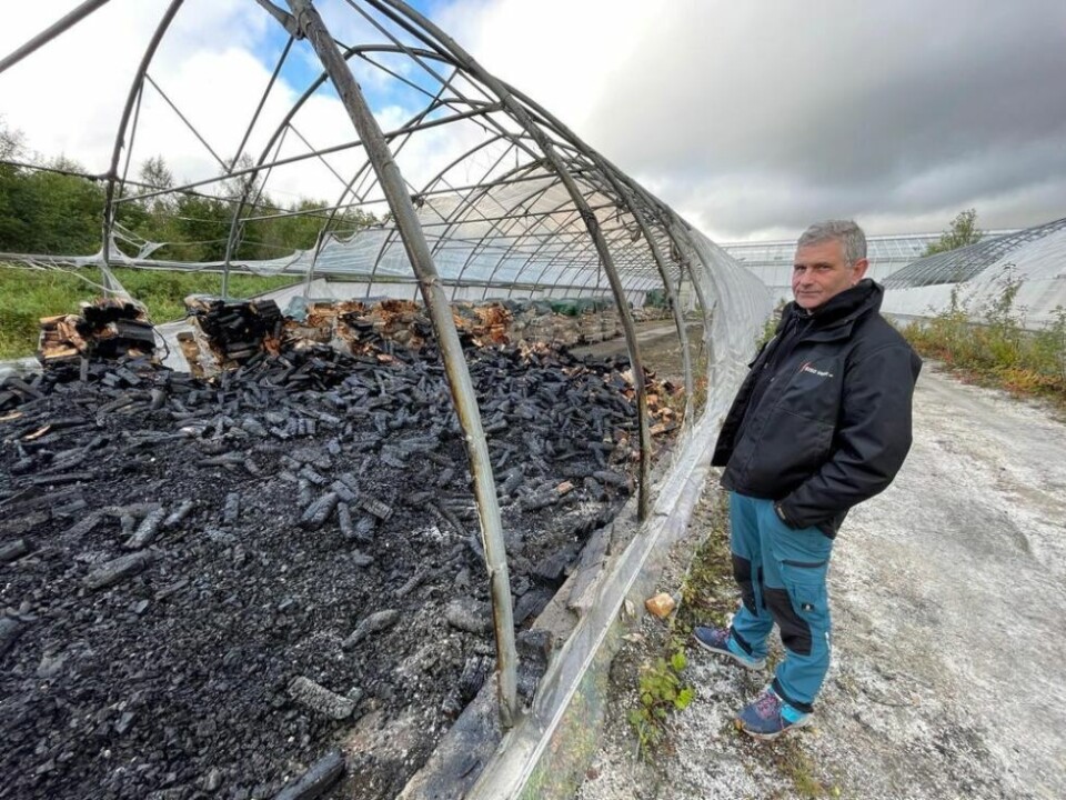 OPPGITT OG SKUFFET. Daglig leder Jan Åke Andersen ved Siso Vekst i Sørfold kan bare konstatere at 50 paller med ved til en verdi av 100.000 kroner er gått opp i røyk. OPPGITT OG SKUFFET. Daglig leder Jan Åke Andersen ved Siso Vekst i Sørfold kan bare konstatere at 50 paller med ved til en verdi av 100.000 kroner er gått opp i røyk. Foto: Helge Simonsen