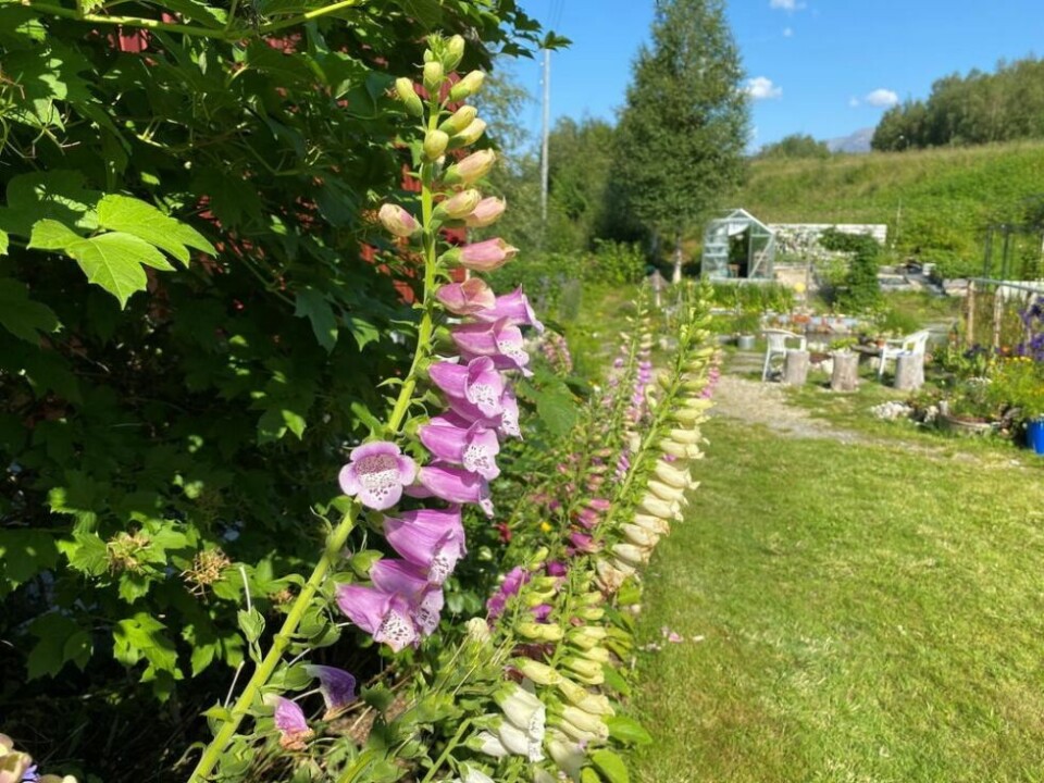 GIFTIG. - Mange forbinder revebjeller med ugress lengre sør i landet, men her nord er det en hageblomst, sier Inger Ånderbakk. GIFTIG. - Mange forbinder revebjeller med ugress lengre sør i landet, men her nord er det en hageblomst, sier Inger Ånderbakk.