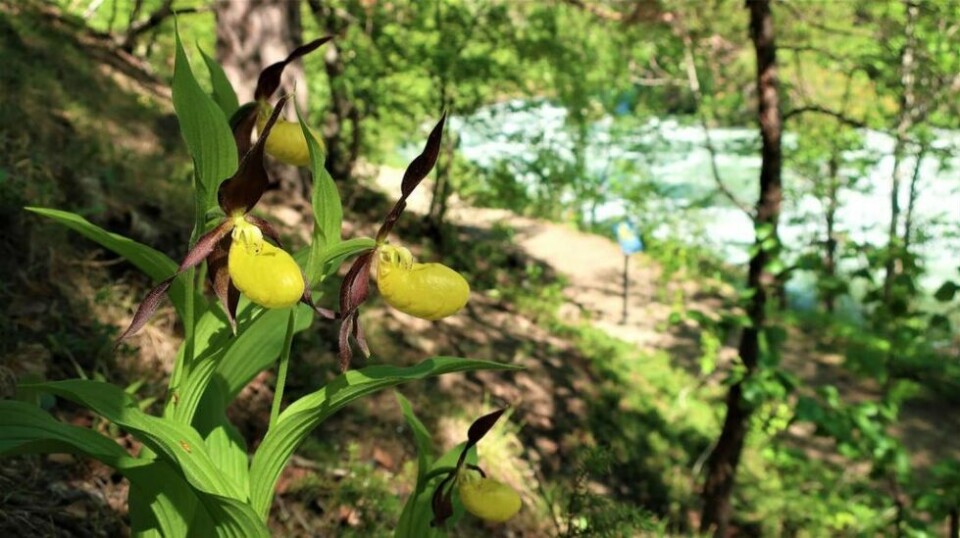 I URA. Marisko i Junkerdalsura I URA. Marisko i Junkerdalsura Foto: Nordland nasjonalparksenter