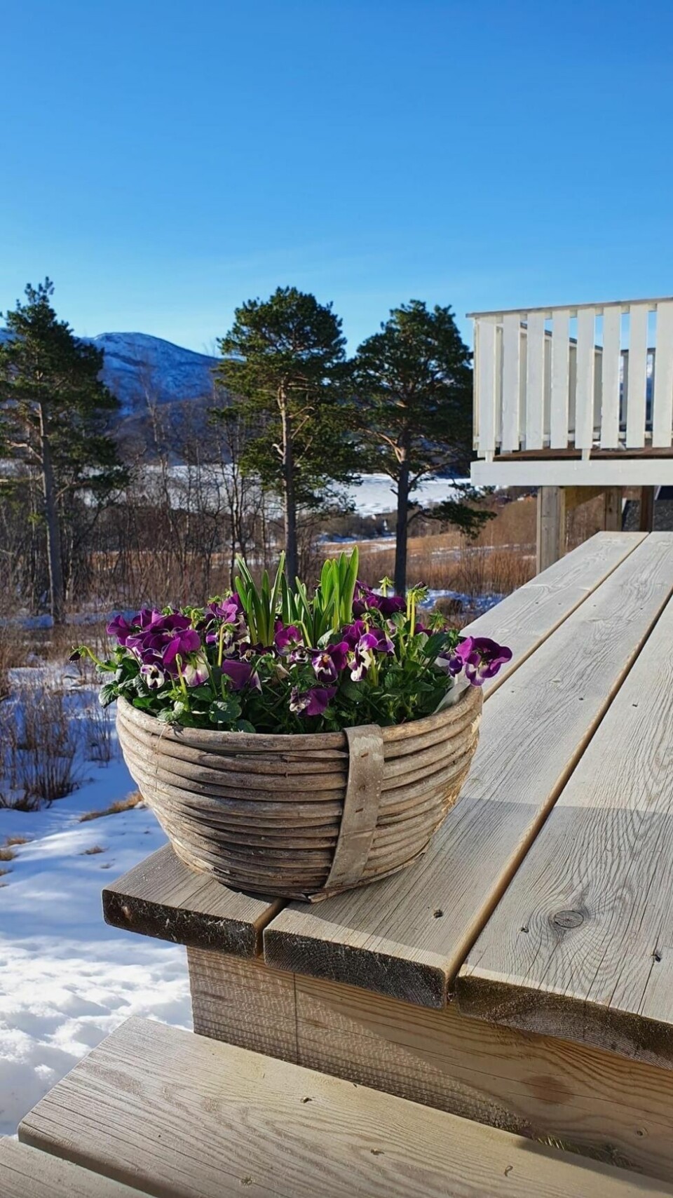 Påska 2021PÅSKE 2021. Når man setter ut de første plantene på trappa.. da er det vår.