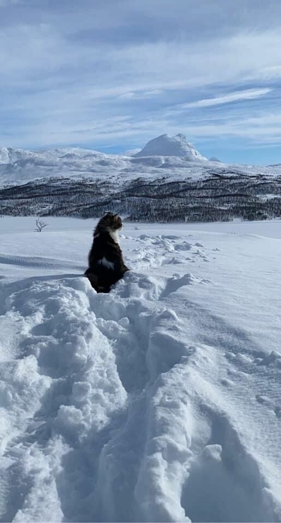 Påska 2021PÅSKE 2021. Hyttepåske på såkiåsen med familien og pus!