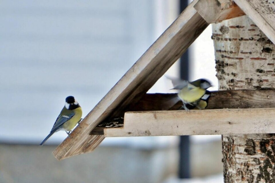 PÅ FUGLEBRETTET. En kjøttmeis venter på tur for å få tilgang til fuglebrettet. Til helga foregår den årlige hagefugltellingen. PÅ FUGLEBRETTET. En kjøttmeis venter på tur for å få tilgang til fuglebrettet. Til helga foregår den årlige hagefugltellingen. Foto: Lars Olav Handeland