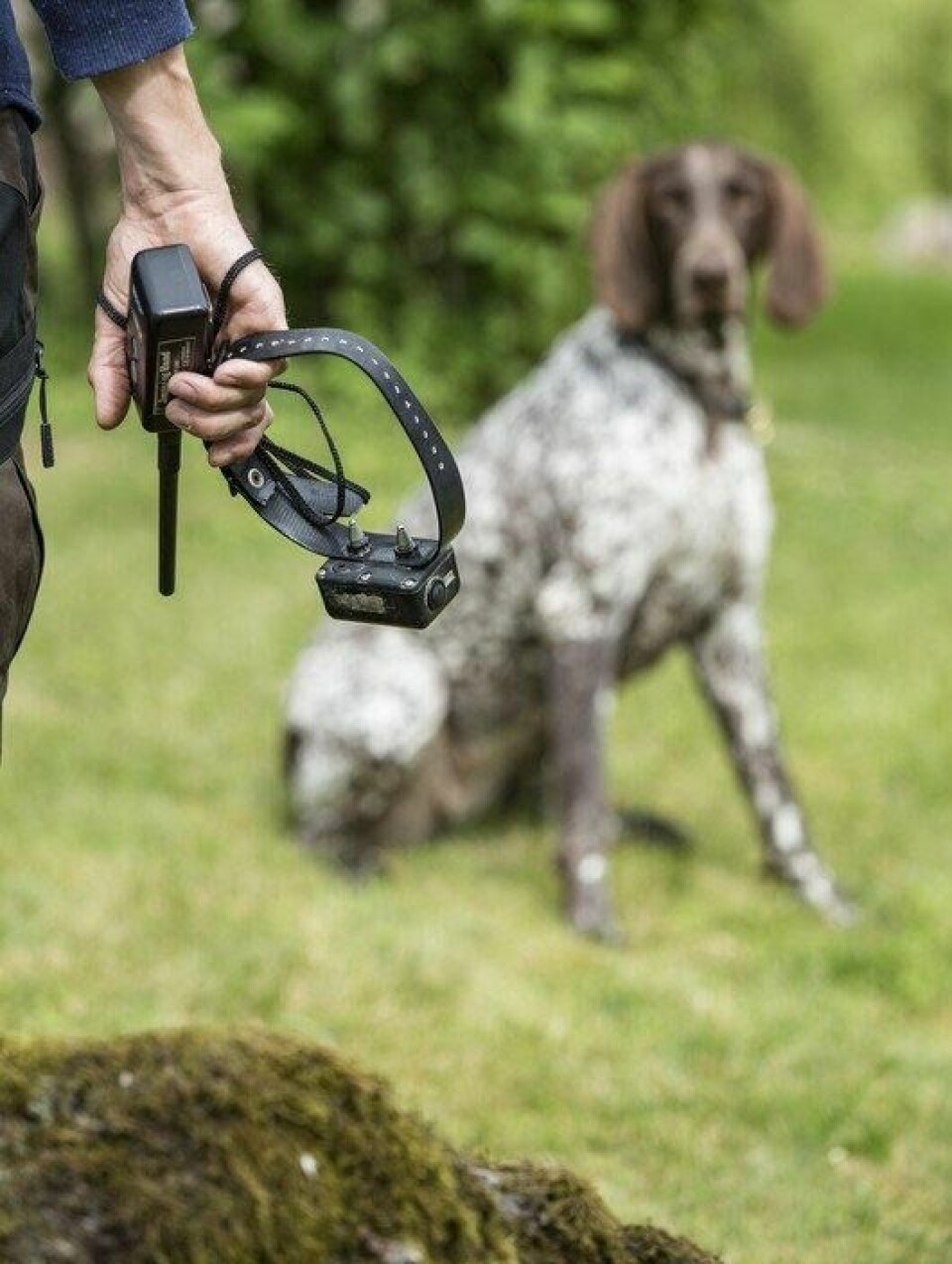 STRØM. Aversjonskurs foregår ved at hunden får et strømstøt hvis den prøver å jage sau. STRØM. Aversjonskurs foregår ved at hunden får et strømstøt hvis den prøver å jage sau. Foto: Rolf Arne Tønseth