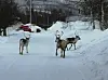 PÅ TUR. Fem rein ruslet omkring på Skansen tirsdag formiddag. Foto: Robert Jentoft