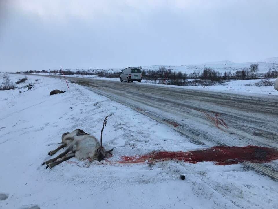 VIL UNNGÅ DETTE. Rein påkjørt av bil på Saltfjellet har vært et stort problem i mange år. Nå er et testprosjekt med blinkende lys langs veien aktivert av reinen i gang. VIL UNNGÅ DETTE. Rein påkjørt av bil på Saltfjellet har vært et stort problem i mange år. Nå er et testprosjekt med blinkende lys langs veien aktivert av reinen i gang. Foto: Olof Anders Kuhmunen