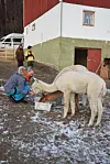 MAT ETTER TUR. Hege Midtsund gir alpakkaene kraftfôr etter turen. I bakgrunnen står Inger Ellen E. Orvin og Idun Gravem.