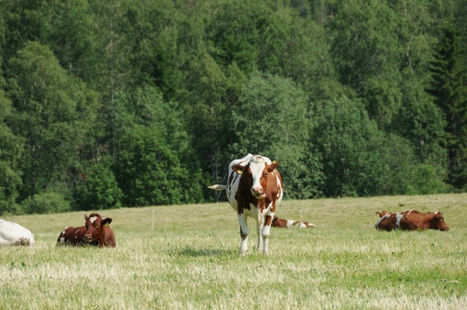 FRIHET. Artikkelforfatter Jenny Rolness vil se alle dyr ute på beite om sommeren, noe de har lovfestet rett til. Fortsatt er det ikke slik. Illustrasjonsfoto: Lars Martin Hunstad FRIHET. Artikkelforfatter Jenny Rolness vil se alle dyr ute på beite om sommeren, noe de har lovfestet rett til. Fortsatt er det ikke slik. Illustrasjonsfoto: Lars Martin Hunstad