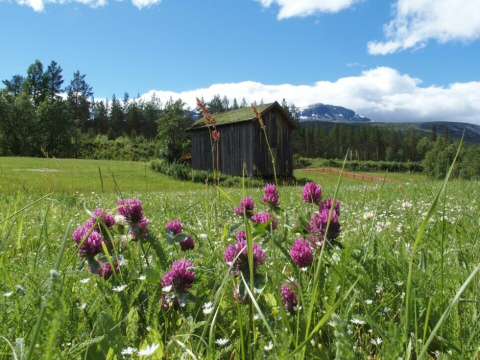 Lørdag 17. august kan du være med på slåttedag nedenfor nasjonalparksenteret på Storjord. Lørdag 17. august kan du være med på slåttedag nedenfor nasjonalparksenteret på Storjord. Foto: Nordland nasjonalparksenter