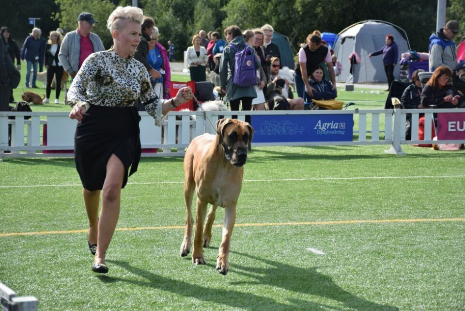 BEST IN SHOW. Elisabeth Bugge Olsen med Grand Danois'en Johan (3) fra Trondheim ble Best in Show. BEST IN SHOW. Elisabeth Bugge Olsen med Grand Danois'en Johan (3) fra Trondheim ble Best in Show. Foto: Maria Edvardsen