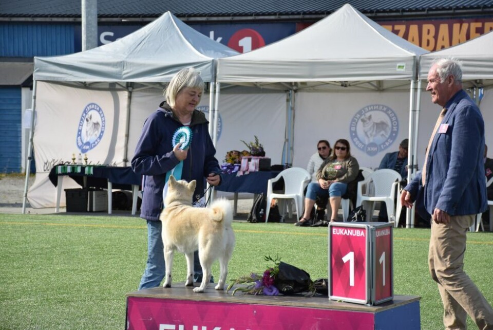 BESTE NORSKE RASE. Norsk buhund ble kåret til beste norske rase under hundeutstillinga på Fauske i helga. BESTE NORSKE RASE. Norsk buhund ble kåret til beste norske rase under hundeutstillinga på Fauske i helga. Foto: Maria Edvardsen