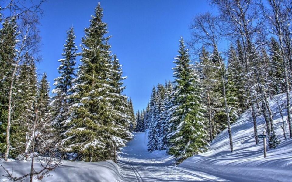 Det er forbudt med hest i lysløypa i Klungsetmarka, men kommunen ser det er behov for avklaringer rundt bruken av marka med de ulike gruppene. Det er forbudt med hest i lysløypa i Klungsetmarka, men kommunen ser det er behov for avklaringer rundt bruken av marka med de ulike gruppene. Foto: J. Aparicio