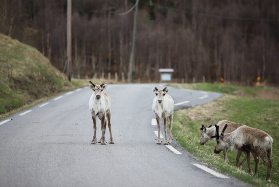 ADVARER. Det er en del rein langs E6 over Saltfjellet, og folk bes kjøre forsiktig i området. ADVARER. Det er en del rein langs E6 over Saltfjellet, og folk bes kjøre forsiktig i området. Foto: Lise Berntzen