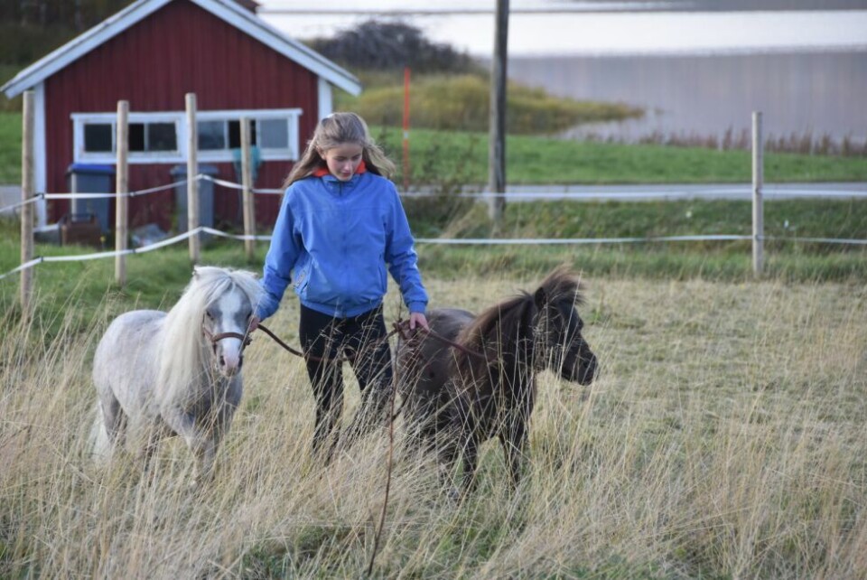 SMÅ OG RÅ. De amerikanske minihestene er avlet for å dra lass inni gruver. Selv om det ikke går an å ri på Trygve og Shadow, så har Sofie godt selskap i dem, og går gjerne tur med hestene og lærer dem forskjellige triks. - De er veldig lærevillige, forteller hun. SMÅ OG RÅ. De amerikanske minihestene er avlet for å dra lass inni gruver. Selv om det ikke går an å ri på Trygve og Shadow, så har Sofie godt selskap i dem, og går gjerne tur med hestene og lærer dem forskjellige triks. - De er veldig lærevillige, forteller hun. Foto: Maria Trondsen