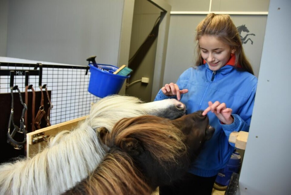 GODBITER. Sofie har det morsomt med å gi godbiter til minihestene Trygve og Shadow, og så har hun lært de å lage rare grimaser. GODBITER. Sofie har det morsomt med å gi godbiter til minihestene Trygve og Shadow, og så har hun lært de å lage rare grimaser. Foto: Maria Trondsen
