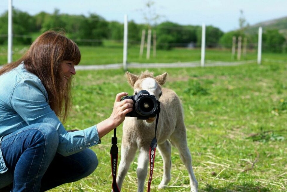 FOTOINTERESSE. Marion Klette savnet hestelukta da hun overtok en landlig eiendom i Valnesfjord. Minihester ble løsningen siden tida ikke strakk til. FOTOINTERESSE. Marion Klette savnet hestelukta da hun overtok en landlig eiendom i Valnesfjord. Minihester ble løsningen siden tida ikke strakk til. Foto: Privat