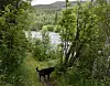 FISKELYKKE. Beiarelva renner bare et steinkast nedenfor campinghyttene på turistsenteret. Djupdals hund Baloo, sjekker forholdene for matfar, som kommer like etter.