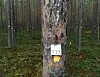 FØLGER MED. Noen passer godt på trærne i skogen i Saltdal. Det er forskere som måler vekst og trivsel. Vi har hilst på tre nummer 732, som så ut til å være i god form. Foto: Maria Trondsen