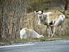 LANGS VEIEN. Bildet av disse nysgjerrige reinene som beitet langs riksvei 812 mellom Misvær og Saltdal ble tatt for ei tid tilbake. Nå har reinsdyr trukket ned til veien igjen. Foto: Jan Steen