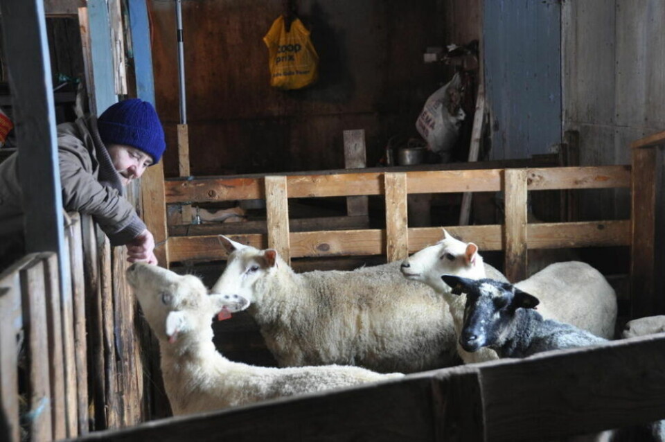 LANG ERFARING. Anny Unosen har hatt sauer i 60 år, og aldri sett noe lignende. LANG ERFARING. Anny Unosen har hatt sauer i 60 år, og aldri sett noe lignende. Foto: Sylvia Bredal