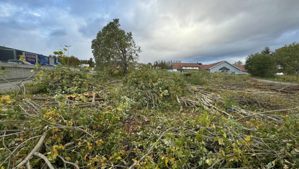 KIWI KOMMER. Her på nabotomta til Rema 1000 i Sjøgata på Fauske skal det etableres en Kiwi-butikk. KIWI KOMMER. Her på nabotomta til Rema 1000 i Sjøgata på Fauske skal det etableres en Kiwi-butikk. Foto: Helge Simonsen