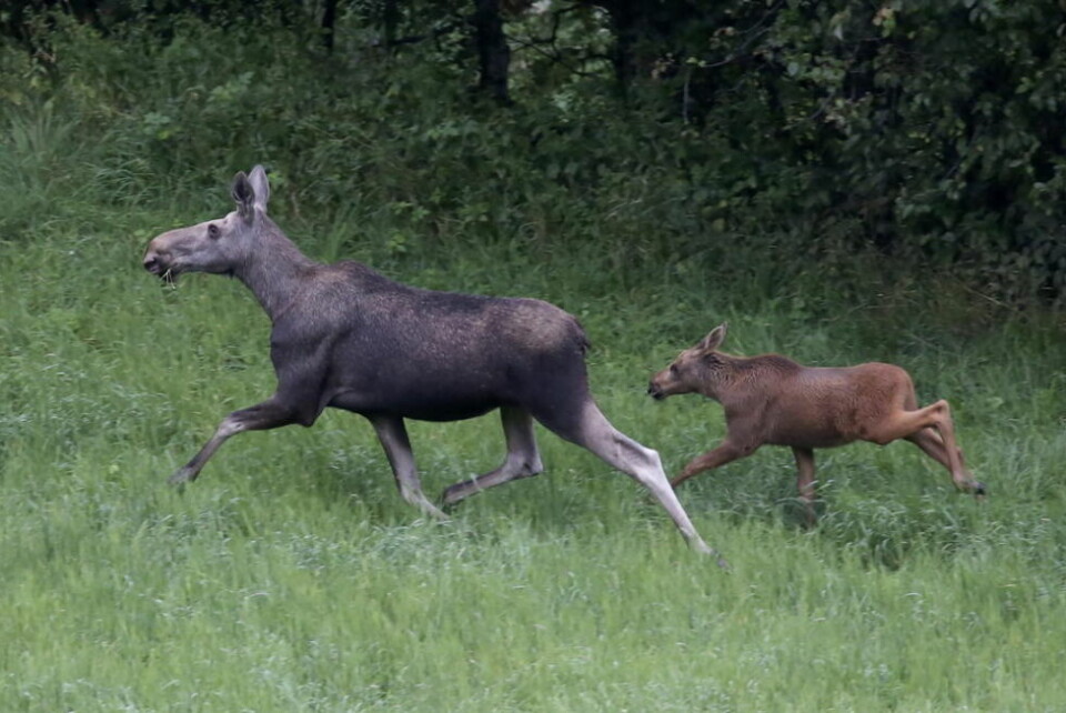 MELDTE IKKE FRA. Ei elgku med kalv ble påkjørt i Beiarn natt til mandag 30. september, men dette ble ikke meldt fra om til politiet. Illustrasjonsfoto: Paul Kleiven / NTB MELDTE IKKE FRA. Ei elgku med kalv ble påkjørt i Beiarn natt til mandag 30. september, men dette ble ikke meldt fra om til politiet. Illustrasjonsfoto: Paul Kleiven / NTB