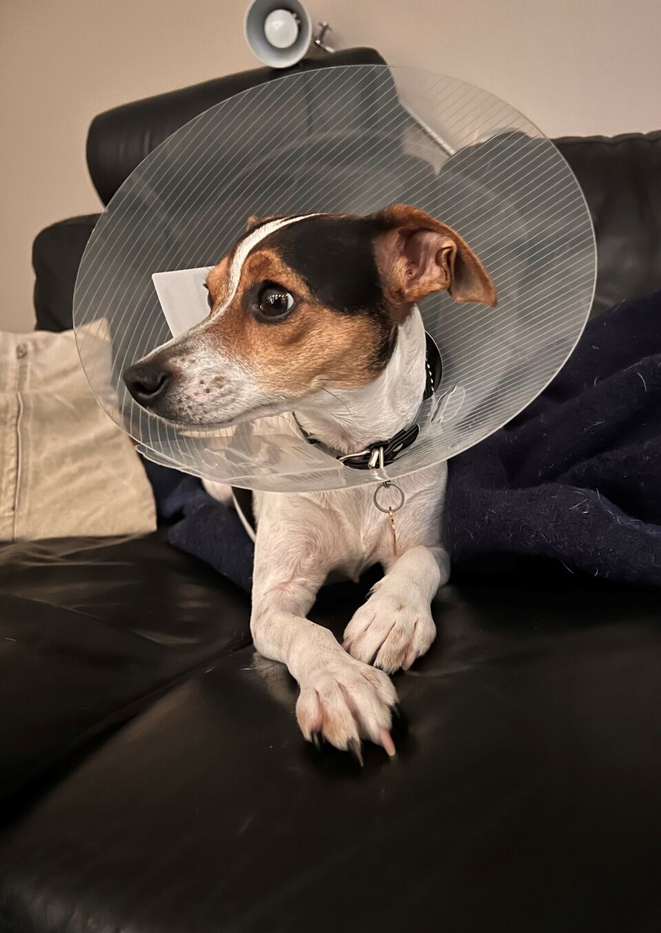 TRYGG HJEMME. Zelda har blitt seg selv igjen etter det traumatiske ørneangrepet.