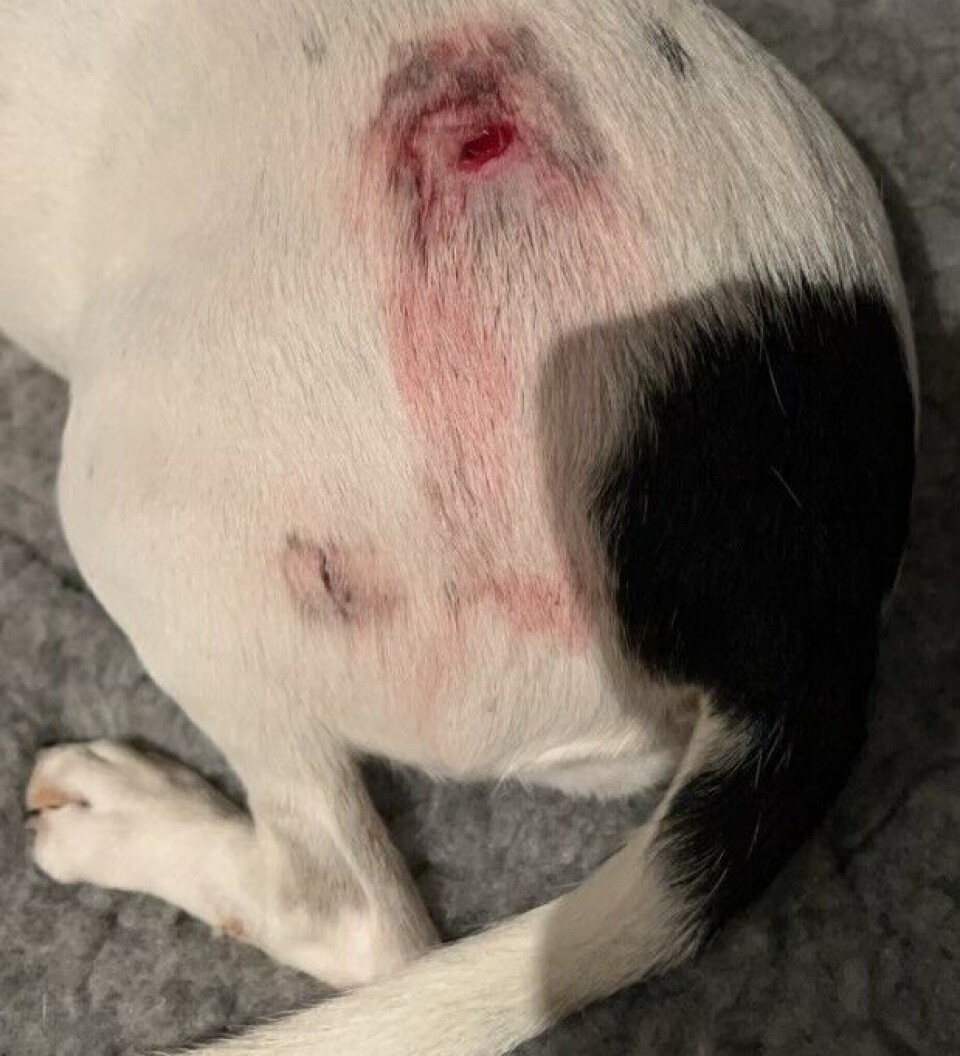DYPT KUTT. Ørneklørne hadde vært over fire centimeter inne i den lille hundekroppen.