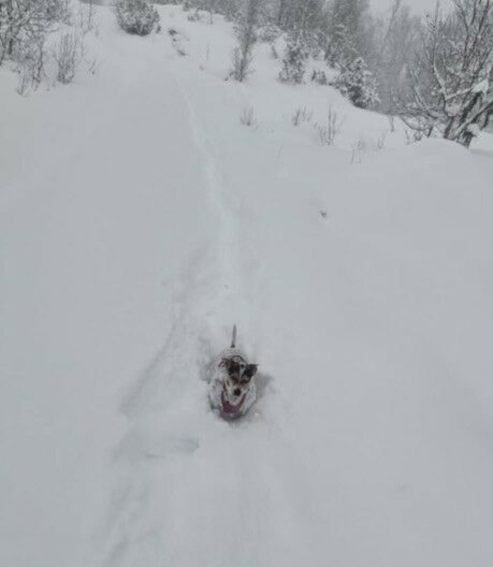 LYKKELIG PÅ FJELLET. Zelda elsker å være på fjelltur, og trives godt ute i naturen.