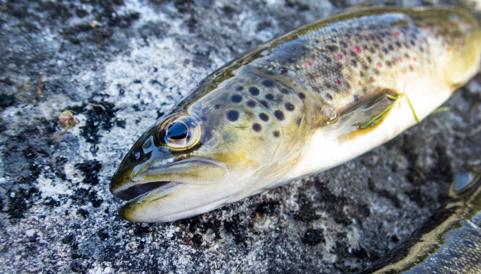 Siden 1975 har 35 prosent av verdens våtmarker gått tapt, og nedgangen fortsetter. Det får dramatiske konsekvenser for naturmangfoldet.