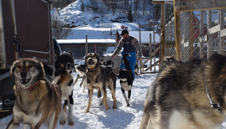 STILLER I VM OG NM I HUNDEKJØRING. VM i hundekjøring legges til Røros i perioden 9. – 15. februar 2025. Da går Femundløpet av stabelen, og Saltdalingen Richard Diset vil stå på startstreken med sine tolv hunder.