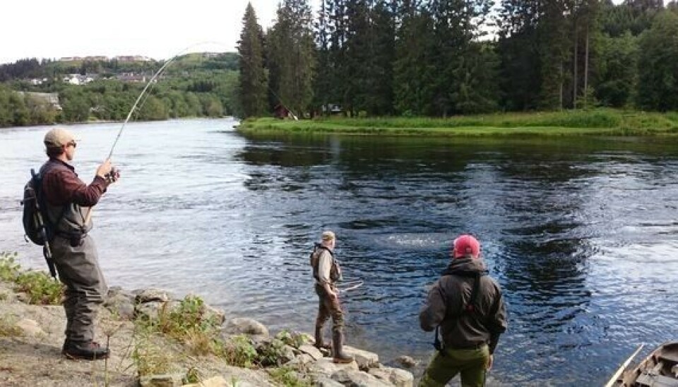 Nidelva i Trondheim er en av 42 elver hvor Miljødirektoratet foreslår innstramninger i laksefisket.