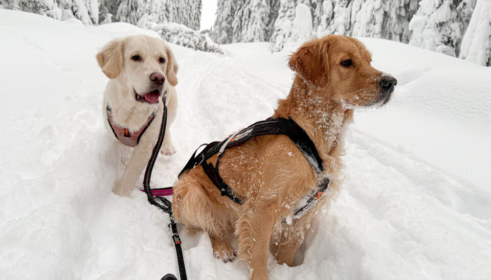 LØPETID. De er unektelig ganske søte, men med løpetid er de svært lite sjarmerende,