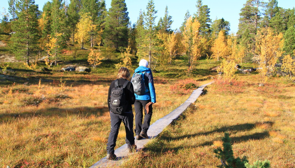 TILSKUDD. Klopping er blant tiltakene man kan søke støtte til. Her fra en høsttur i Dypen naturreservat i Lønsdal, Saltdal kommune.