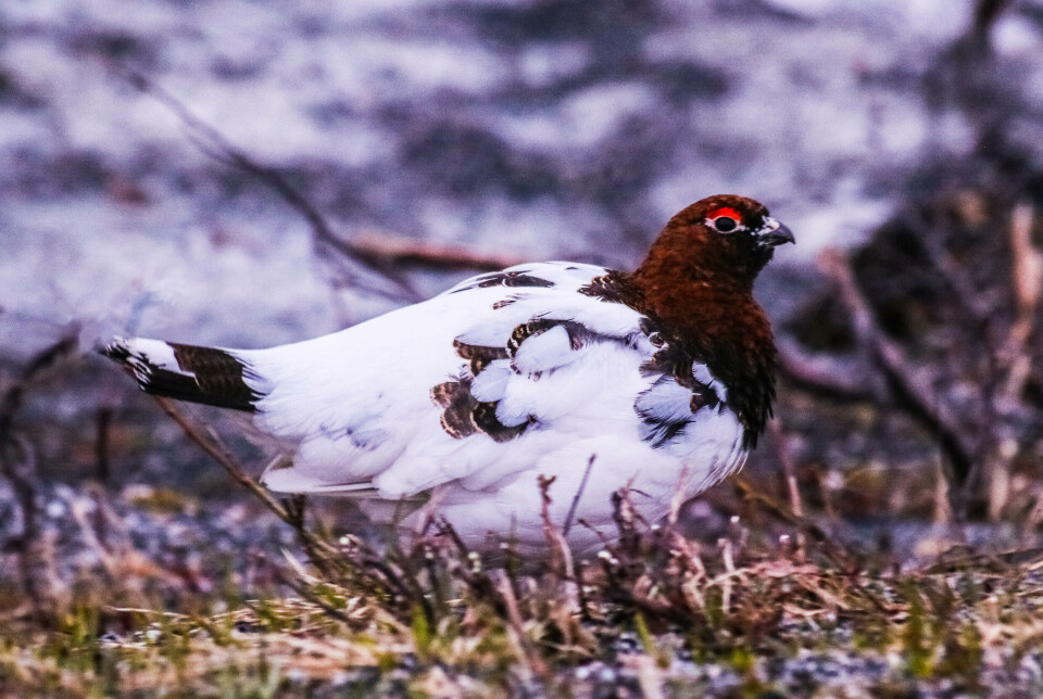 PÅ FRIERFERD. Det er blitt mai-natt og det yrer litt og mai er i ferd med å «ebbe ut», da jeg kommer tråkkende gjennom fjellskogen. Flaksende troster virrer rundt i ett, det samme gjør våryre hareunger, som selvfølgelig har det veldig travelt. Så får jeg plutselig øye på «noe» som beveger seg mellom «kvist og kratt» i lyngen – det er en nattranglende rypestegg. Den har det også travelt i disse dager – heltids kavaler som den er. Noen mjuke kjå kjå avslører at «kjæresten» holder seg i nærheten – og jeg er nok under oppsikt. Men et fint maifotominne ble det nå lell, av den vårkåte, stilige beileren.