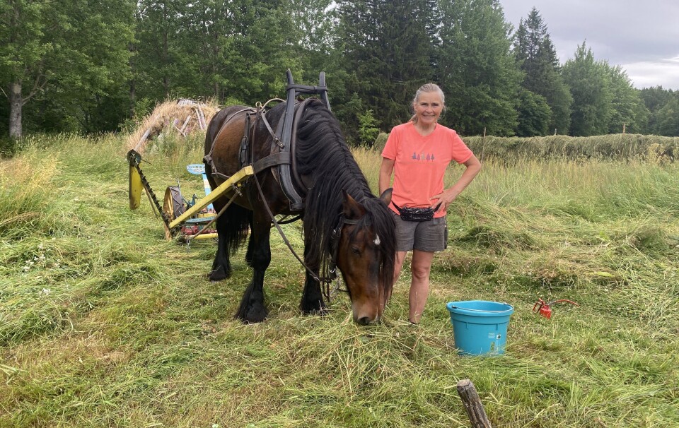 SLÅR PÅ GAMMELMÅTEN. Jorunn Etterlid hadde ansvaret for slåmaskina sammen med dølahesten Stjernar.